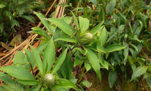 佛手甘草功效与作用图片、甘草佛手柑的功效作用与主治与用量 -佛手甘草功效与作用网